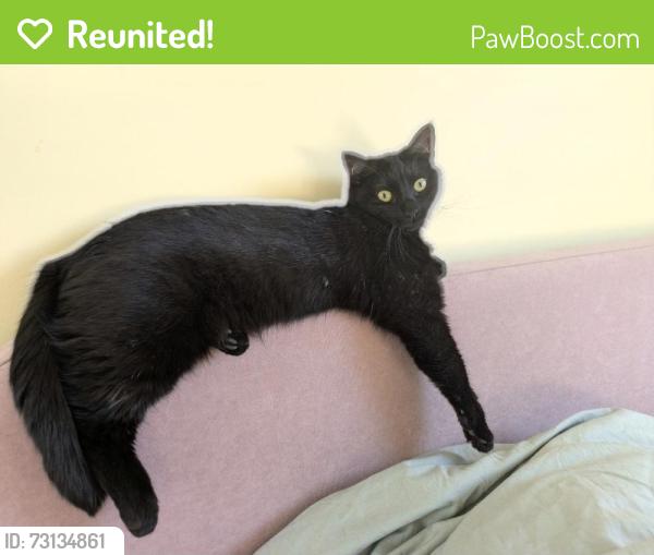 Reunited Female Cat last seen Haydons Road, Greater London, England SW19 8TR