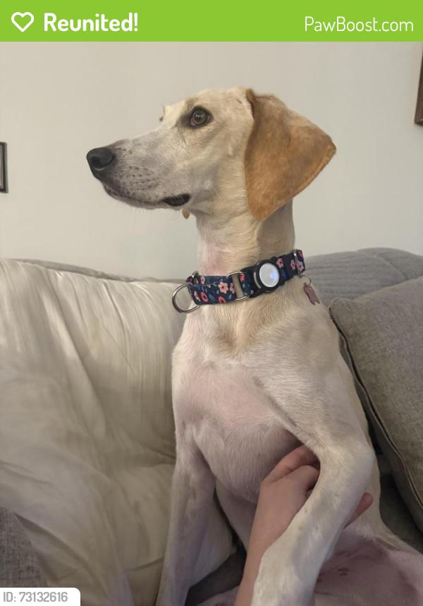 Reunited Female Dog last seen Station Camp Greenway, Hendersonville, TN 37075