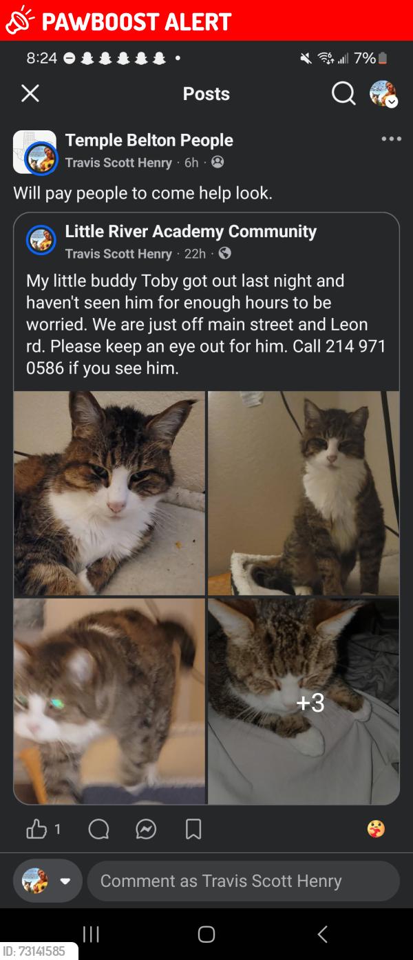 Lost Male Cat last seen Leon rd and main street, Little River-Academy, TX 76554
