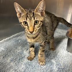 Found/Stray Male Cat last seen gas station off I-75, Pensacola, FL 32502