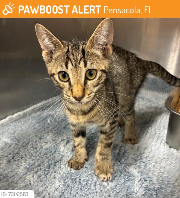 Found/Stray Male Cat last seen gas station off I-75, Pensacola, FL 32502