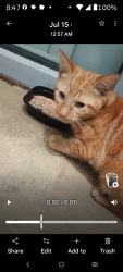 Found/Stray Unknown Cat last seen Siegel Select hotel, San Antonio, TX 78230