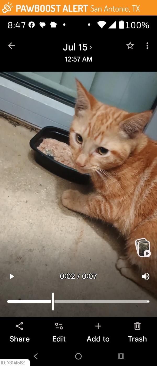 Found/Stray Unknown Cat last seen Siegel Select hotel, San Antonio, TX 78230