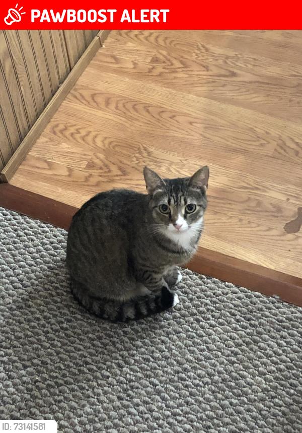 Lost Female Cat last seen Close to the airport circle. She was lost in Tilton Terrace Mobile home community, Egg Harbor Township, NJ 08234