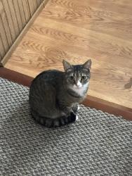 Lost Female Cat last seen Close to the airport circle. She was lost in Tilton Terrace Mobile home community, Egg Harbor Township, NJ 08234