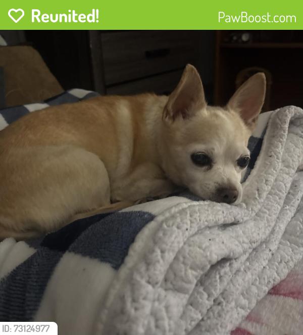 Reunited Male Dog last seen Near Settlers Inn Ct, Las Vegas, NV 89178, USA, Las Vegas, NV 89178