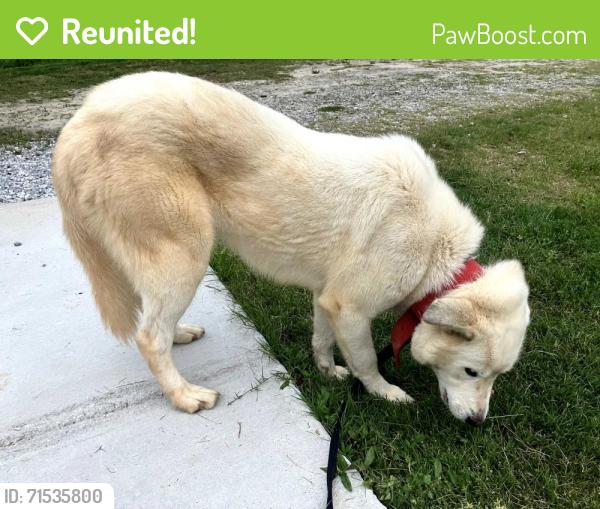 Reunited Female Dog last seen Chris Dr. & Hightower Trl, Oxford, GA 30054