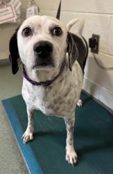 Shelter Stray Female Dog last seen Cloverleaf Drive, North Chesterfield, VA, 23225, 9300 Public Works Rd, Chesterfield, VA 23832, USA