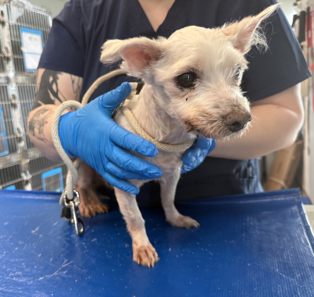 Shelter Stray Male Dog last seen Near Godwin Terrace, BRONX, NY, 10463, 326 E 110th St, New York, NY 10029, USA