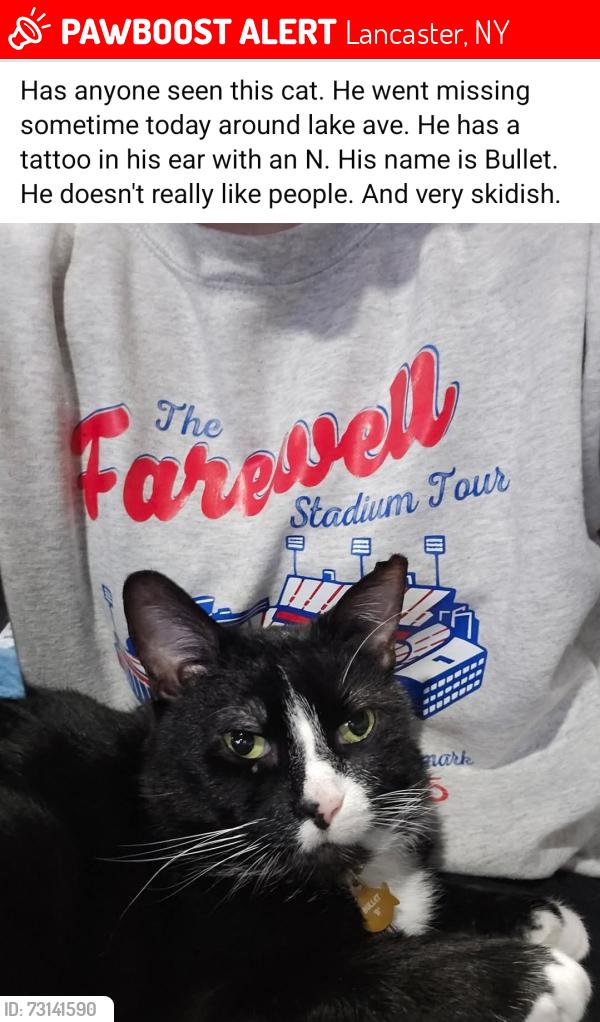 Lost Male Cat last seen Como park, Lancaster, NY 14086