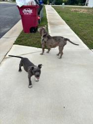 Reunited Female Dog last seen At the entrance to the Arrowhead by the Lake neighborhood in Lizella, Lizella, GA 31052
