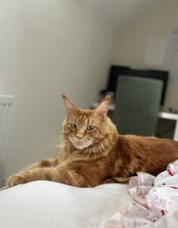 Reunited Male Cat last seen Showell Road, Bushbury, Bushbury, England 
