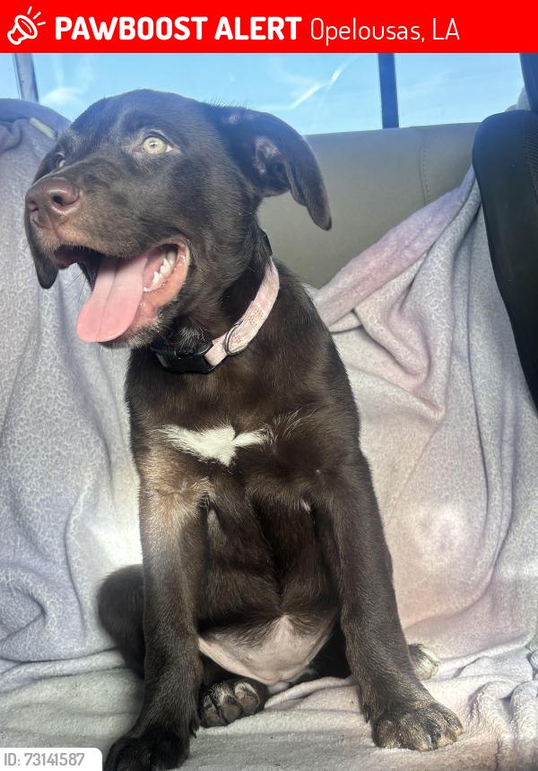 Lost Female Dog last seen LA 103, Opelousas, LA 70570