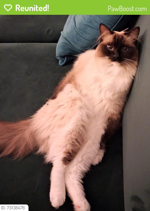 Reunited Female Cat last seen Garden street, Nottingham, England 