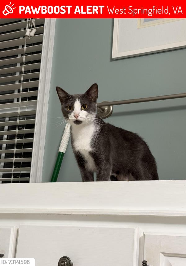 Lost Female Cat last seen Near Greeley blvd, West Springfield, VA 22152
