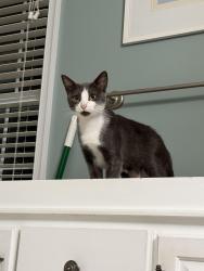 Lost Female Cat last seen Near Greeley blvd, West Springfield, VA 22152