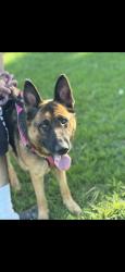 Reunited Female Dog last seen Near W 78th St, Los Angeles, CA 90003, USA, Los Angeles, CA 90003