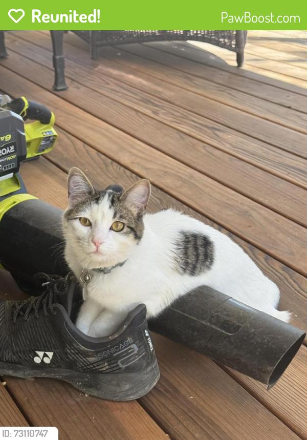 Reunited Male Cat last seen Millcreek way, Salt Lake City, UT 84106