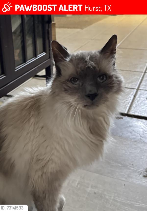 Lost Male Cat last seen Mill haven neighborhood near Colleyville nature center, Hurst, TX 76054
