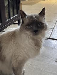 Lost Male Cat last seen Mill haven neighborhood near Colleyville nature center, Hurst, TX 76054