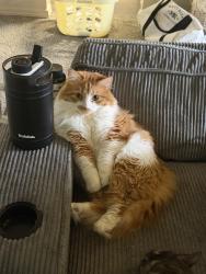 Reunited Male Cat last seen Forest Hill Village apmts, Tacoma, WA 98409