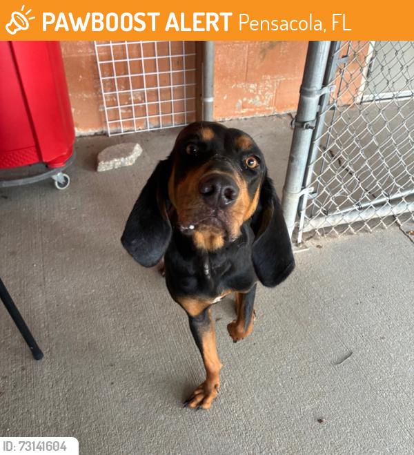 Found/Stray Female Dog last seen Near N Q Street, Pensacola, FL 32505