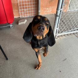 Found/Stray Female Dog last seen Near N Q Street, Pensacola, FL 32505