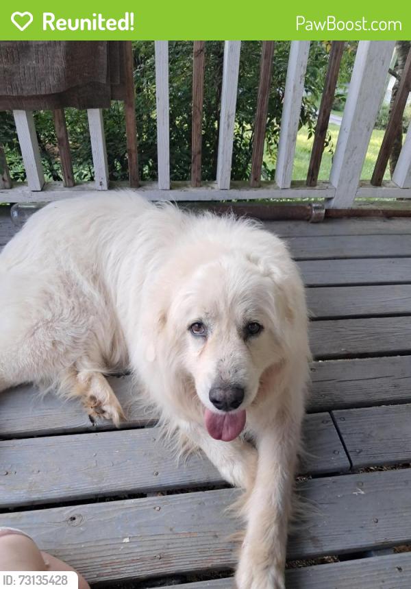 Reunited Male Dog last seen Hankins Ln, Powell, TN 37849