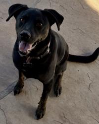 Reunited Female Dog last seen 75th Ave and Deer Valley, Peoria, AZ 85383