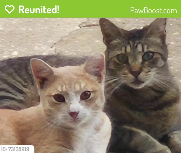 Reunited Female Cat last seen Mason avenue and Christiana, Apopka, FL 32712