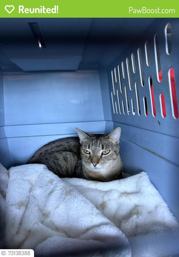 Reunited Female Cat last seen Laurel Rd and Old Albee Farm Rd, Nokomis, FL 34275
