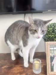 Found/Stray Unknown Cat last seen Ann Road and ElCamino, North Las Vegas, NV 89031