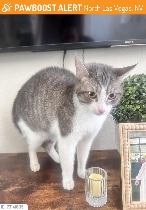 Found/Stray Unknown Cat last seen Ann Road and ElCamino, North Las Vegas, NV 89031