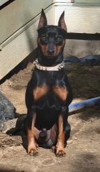 Reunited Male Dog last seen Spring and clifford jackson, Dallas, TX 75210