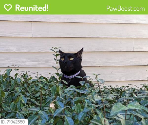 Reunited Male Cat last seen Dale and Pelandale, Modesto, CA 95356