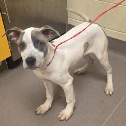 Shelter Stray Male Dog last seen , 3428 S Jenkins Ave, Norman, OK 73072, USA