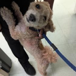 Shelter Stray Male Dog last seen , Animal Care & Control Team of Philly, 111 W Hunting Park Ave, Philadelphia, PA 19140, USA