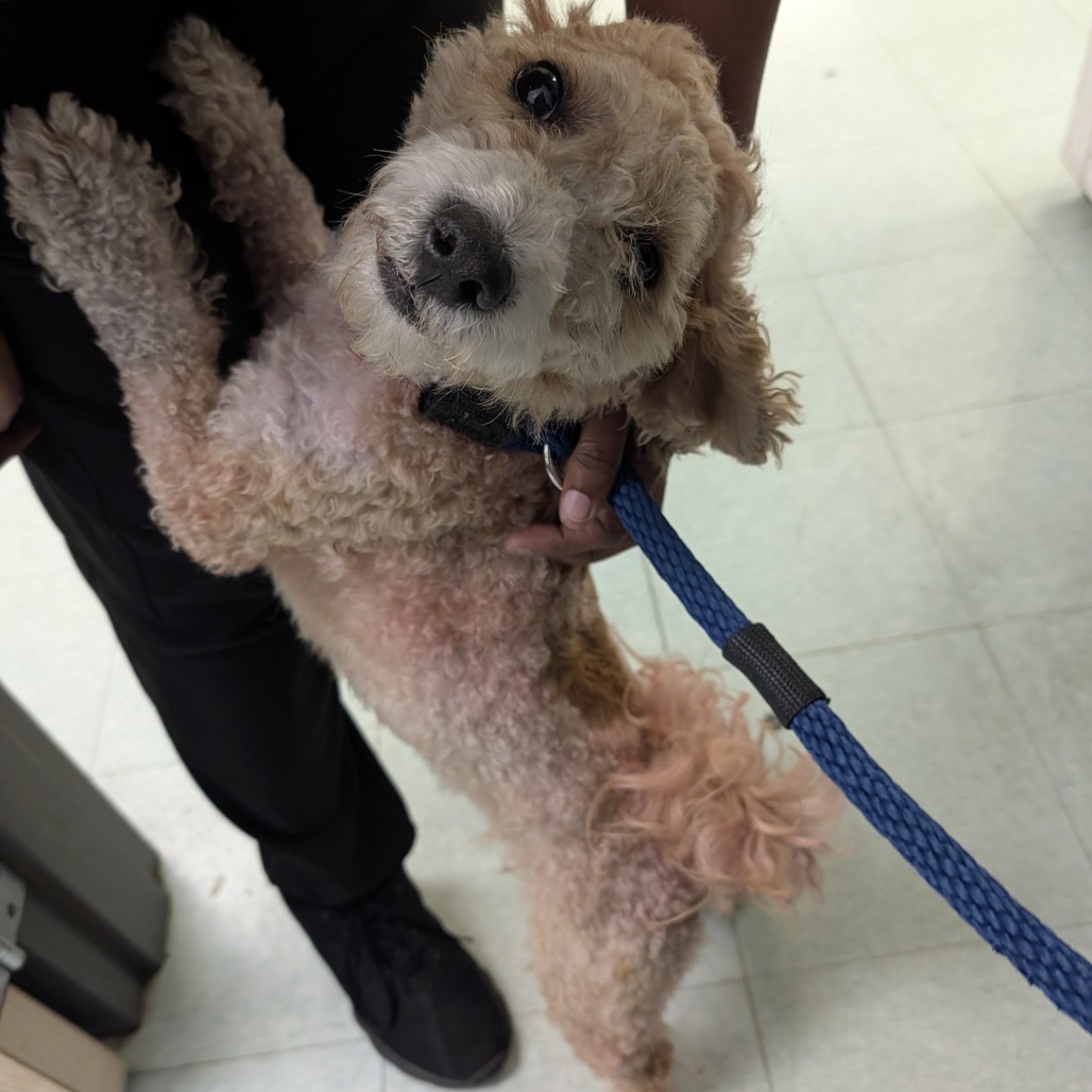 Shelter Stray Male Dog last seen , Animal Care & Control Team of Philly, 111 W Hunting Park Ave, Philadelphia, PA 19140, USA