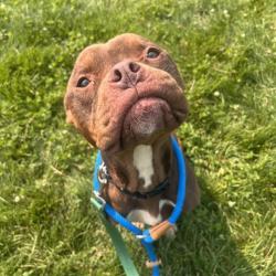 Shelter Stray Female Dog last seen , 21800 Central Ave, Matteson, IL 60443, USA