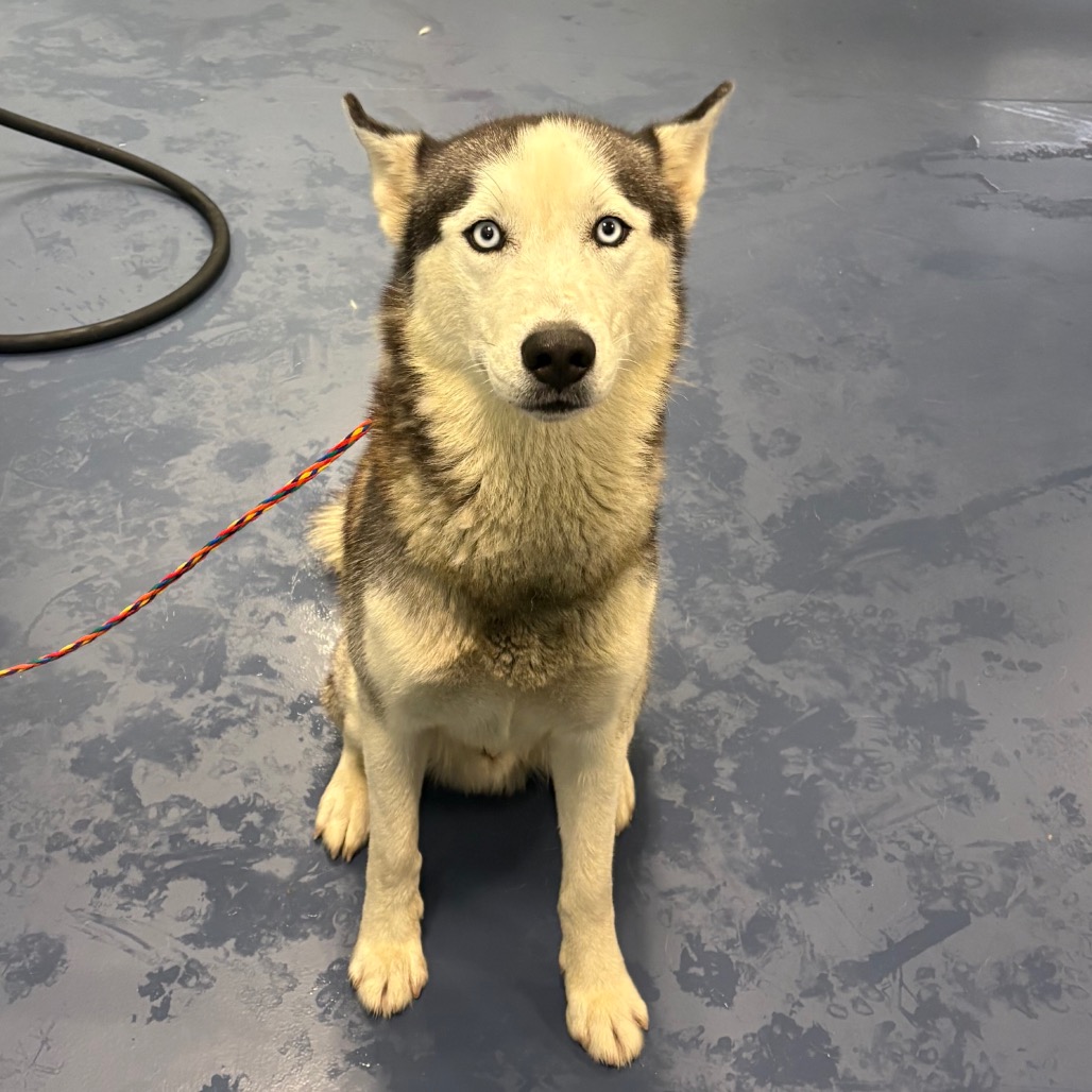 Shelter Stray Male Dog last seen , 980 Guilford College Rd, Greensboro, NC 27409, USA