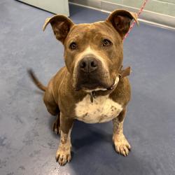 Shelter Stray Female Dog last seen , 980 Guilford College Rd, Greensboro, NC 27409, USA