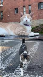 Found/Stray Unknown Cat last seen palm garden apmt parking lot, Pittsburgh, PA 15211