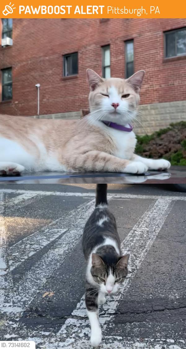Found/Stray Unknown Cat last seen palm garden apmt parking lot, Pittsburgh, PA 15211