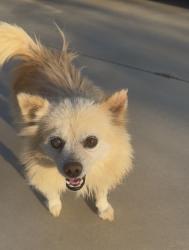 Reunited Male Dog last seen Near BRIDLE TRAIL SAN JACINTO CA 92545, San Jacinto, CA 92582