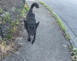 Reunited Male Dog last seen Grove abd 81st dr ne, Marysville, WA 98270