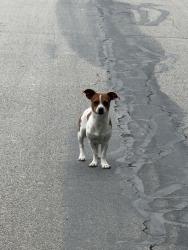 Found/Stray Unknown Dog last seen Inspiration and Dearborn, San Antonio, TX 78228