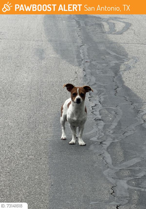 Found/Stray Unknown Dog last seen Inspiration and Dearborn, San Antonio, TX 78228