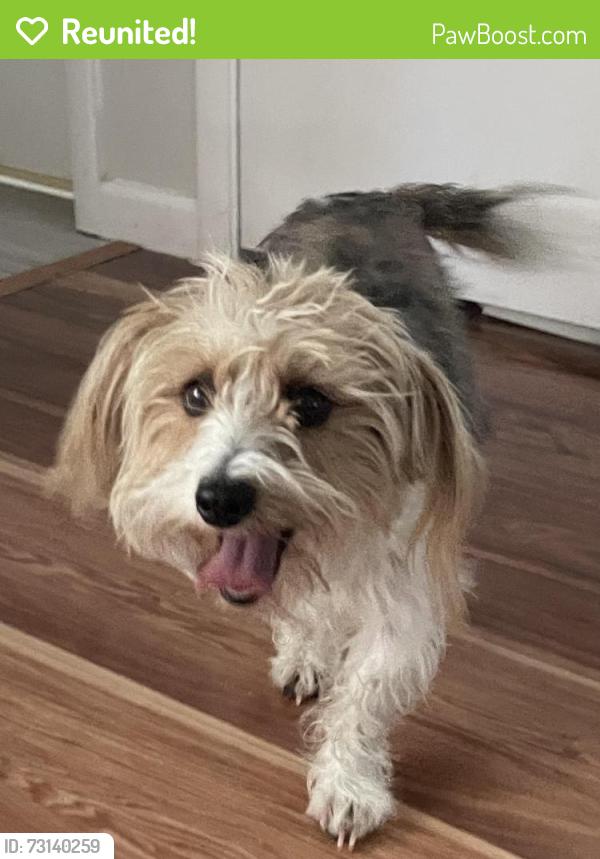 Reunited Female Dog last seen Water Creek and Craig, North Las Vegas, NV 89032