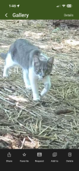 Found/Stray Unknown Cat last seen Amity and Cambourne Ct area in woods, Redland, MD 20877