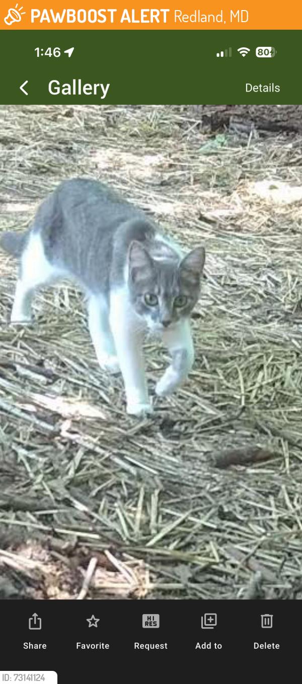 Found/Stray Unknown Cat last seen Amity and Cambourne Ct area in woods, Redland, MD 20877